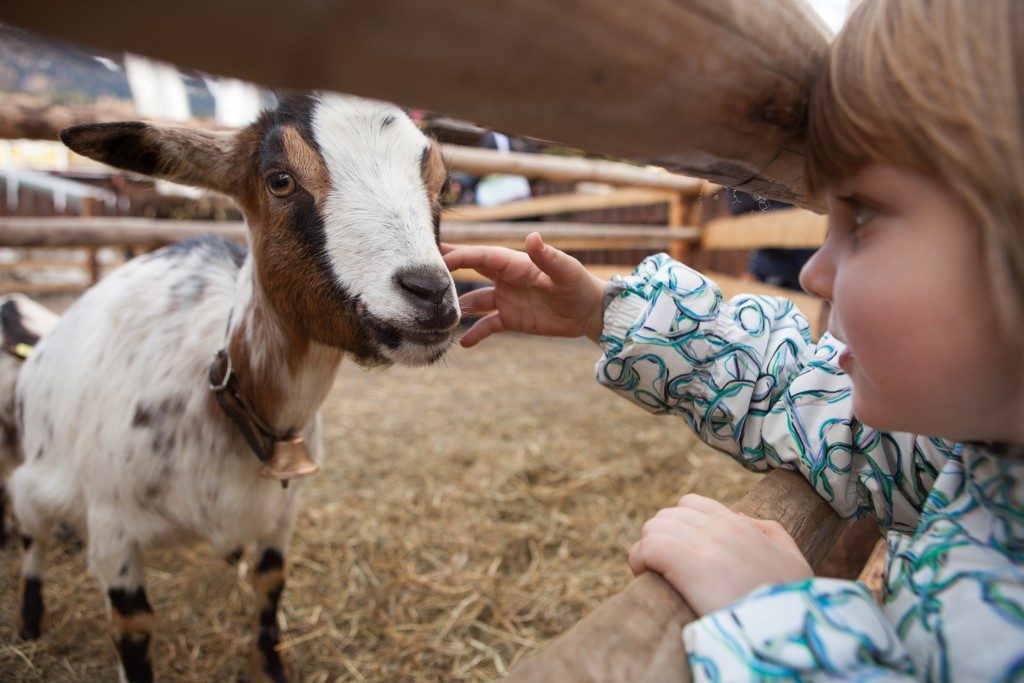 A young girl feeding goat