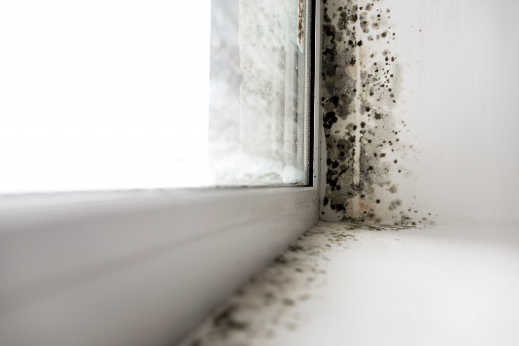 Mold on wall